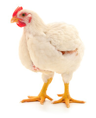 white hen isolated.