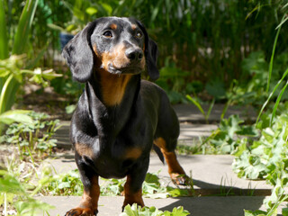 Hübscher schwarzer Dackel steht in der Sonne im Garten