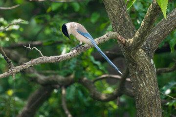 Elegant Azure-winged Magpie Perched on a Branch