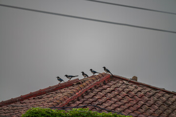 Five Magpies Perched on a Traditional Korean Tiled Roof