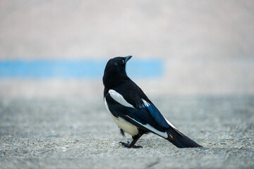 Elegant Black-Billed Magpie Perched on Concrete Surface