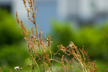 Oriental Greenfinch Perched on a Leafy Plant