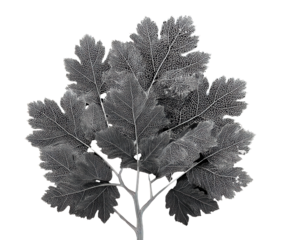 Detailed leaf structure showcasing intricate patterns and textures on a transparent background, cut out