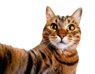 Cat, selfie, white background—this natural and isolated photo captures a curious feline taking a selfie. Perfectly lit, ideally framed, and charmingly expressive, it’s a fun and versatile visual asset