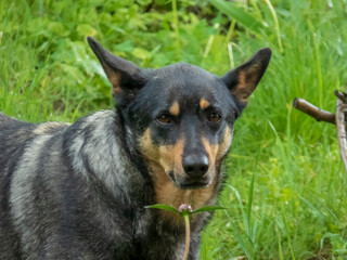 Alert Australian Kelpie in Green Grass