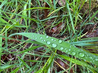 morning dew on the grass. raindrops on the grass