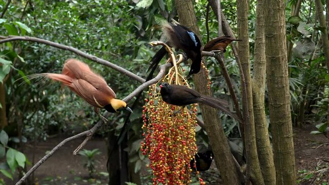 Bird of paradise Raggi or Raggiana Bird of paradise of Papua New Guinea. National bird cendra wasih. High quality 4k footage