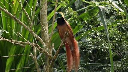 Bird of paradise Raggi or Raggiana Bird of paradise of Papua New Guinea. National bird cendra wasih. High quality 4k footage