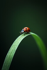 Fototapeta premium ladybug on a leaf