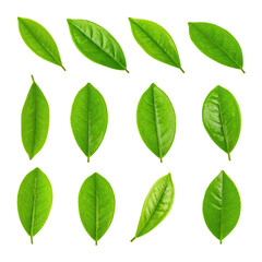Fototapeta premium Fresh Green Tea Leaves Bathed in Natural Light for Artistic Composition, Isolated on Transparent Background