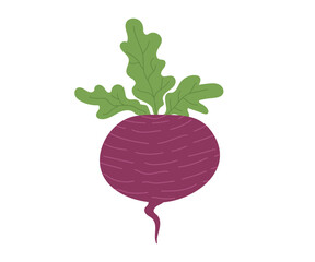 radish isolated on white