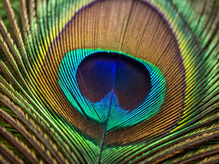 Naklejka premium peacock feather close up. peacock, feather, bird, eye, macro, feathers, nature, blue, colorful, color, green, pattern, beauty, animal, closeup, texture, detail, close-up, bright, tail, peacock feather