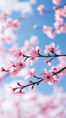 Obraz premium Close up of pink cherry blossoms against a blue sky background mobile wallpaper mobile wallpaper