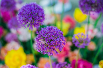 close up of lavender flowers