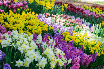 colorful spring flowers