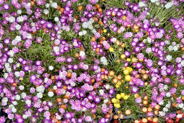 fiori di piante succulenti