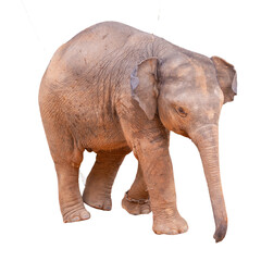 Obraz premium A large grey elephant, a wild mammal with a big trunk, stands isolated on a white background