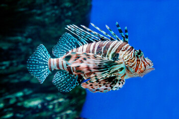 Zebra lionfish, or zebra fish, or striped lionfish (Latin: Pterois volitans) with dangerous needles on the background of the seabed. Marine life, fish, subtropics.
