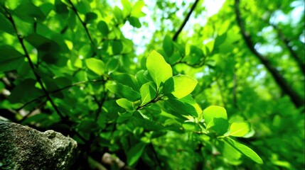 Lush Canopy of Green Foliage Under Bright Light