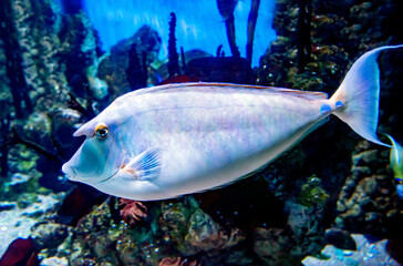 Fototapeta premium The white-marguerite unicorn fish (lat. Naso annulatus) with a horn-shaped seal on its head against a dark background of the seabed. Marine life, fish, subtropics.
