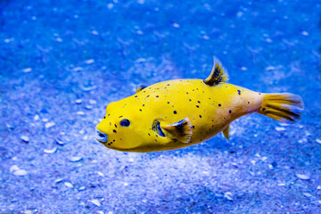 The black-spotted puffer fish Arothron (Latin Arothron nigropunctatus) is yellow against a dark...