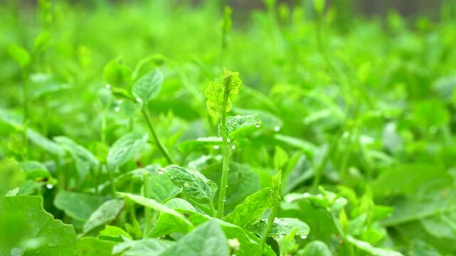 Close-up of fresh Basella rubra shoots