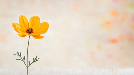 Single yellow flower on soft background