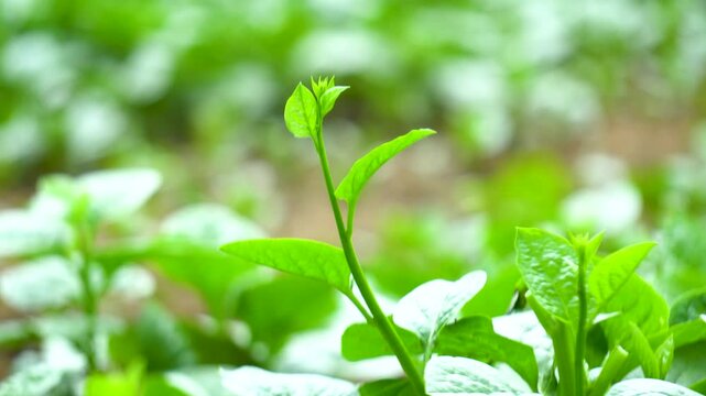 Basella rubra tender shoots in soft light