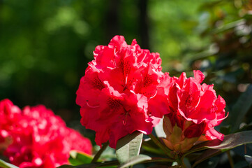 red and white flowers
