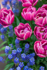 pink tulips in the garden
