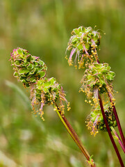 Grass flower macro shot in morning light