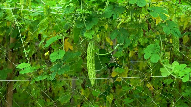 Close-up of bitter melon on vine