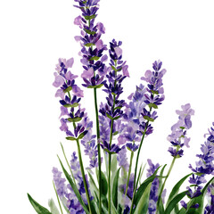 Naklejka premium A watercolor illustration depicting several sprigs of lavender. The lavender flowers are a soft purple color and are set against a clean png background