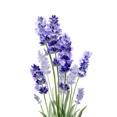 Obraz premium A watercolor illustration depicting several sprigs of lavender. The lavender flowers are a soft purple color and are set against a clean png background