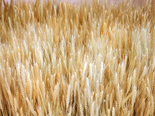 Close-up of golden ripe wheat spikes, ready for harvest, symbolizing agriculture and grain production. Agriculture. Food industry.