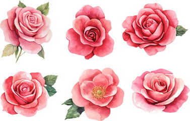 Fototapeta premium pink roses on white background