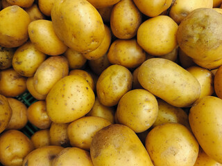 A large pile of fresh yellow potatoes with smooth skin, natural style, on a neutral background. Concept of harvest, agriculture, food supply