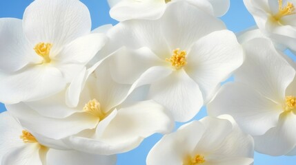 white orchid flower