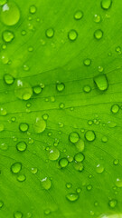 Background of fresh green wet taro leaves, with raindrops. Fresh and wet wet leaves.