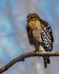 Juvenile Red-Shouldered Hawk Close Up
