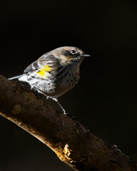 Backlit Yellow-rumped Warbler Chiaroscuro Lighting