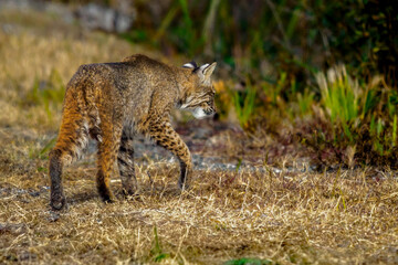 Bobcat Stalking Close Up