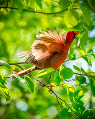 Male Northern Cardinal Sallying For Caterpillars