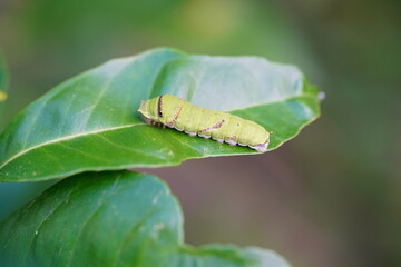A small caterpillar is eating lemon leaves.