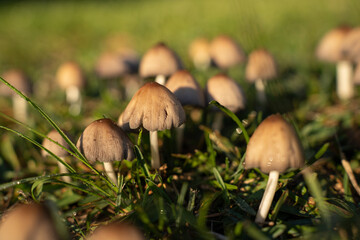 wild mushrooms on the street street mushrooms plants nature forest mushrooms morning in the forest