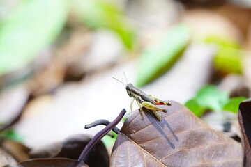 Grasshoppers found in natural forests.