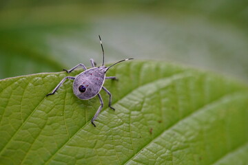 Small Tessaratoma papillosa found in forests and grasslands.