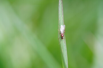 Camponotus Pennsylvanicus found in grasslands.