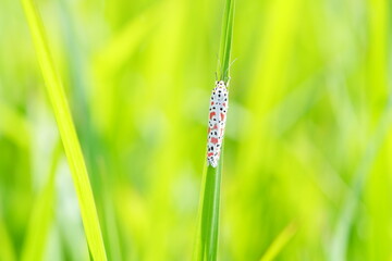 Utetheisa pulchella is a moth with dark red spots.