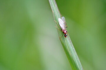 Camponotus Pennsylvanicus found in grasslands.